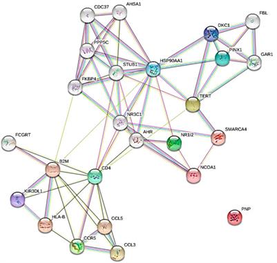 Human adenovirus DNA polymerase is evolutionarily and functionally associated with human telomerase reverse transcriptase based on in silico molecular characterization that implicate abacavir and zidovudine